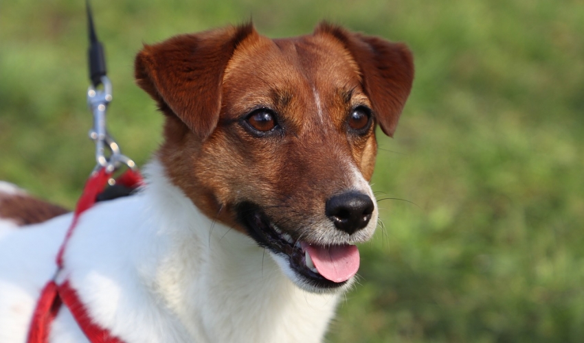 Hond - jack russell