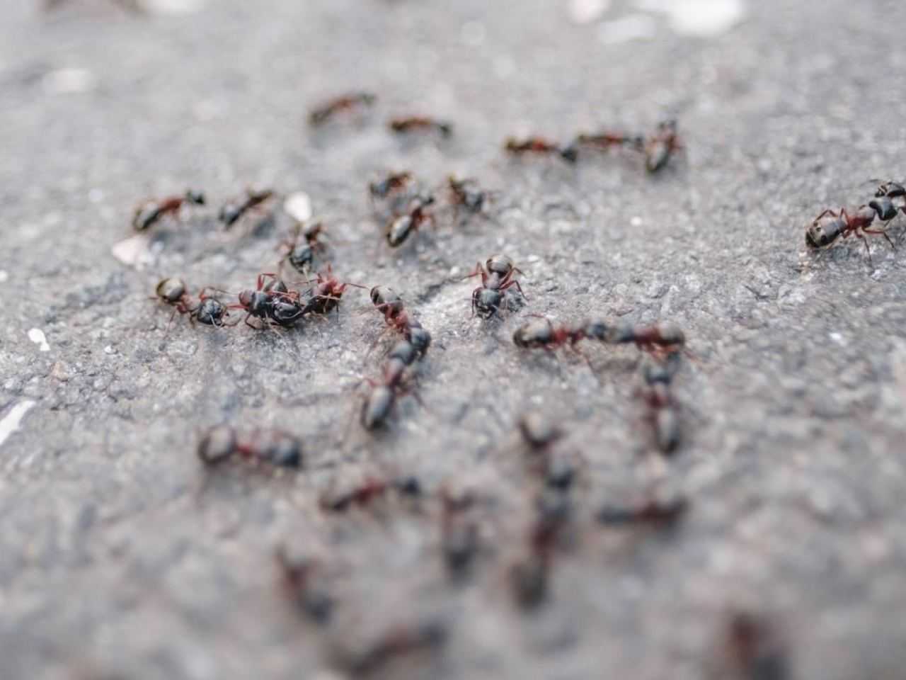 Last van mieren in huis of tuin? Op deze simpele en goedkope manier ...