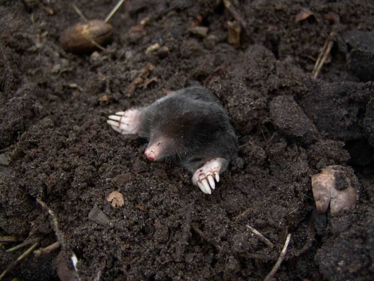 Wat kan je doen tegen mollen in je tuin? | Redactie24