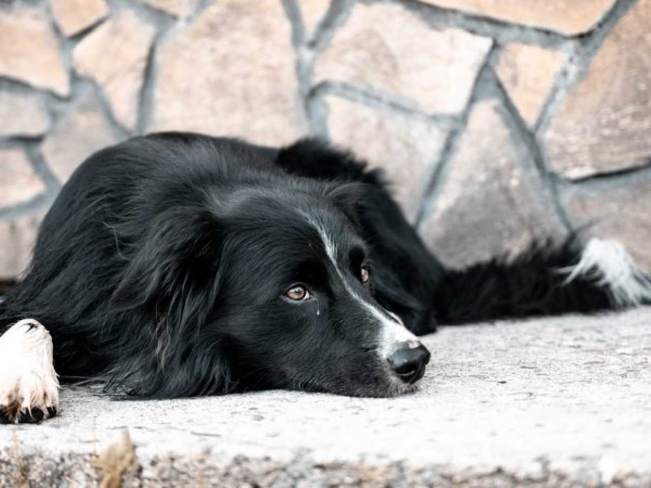 Border Collie Baco redt het leven van man die op verlaten parking ligt ...