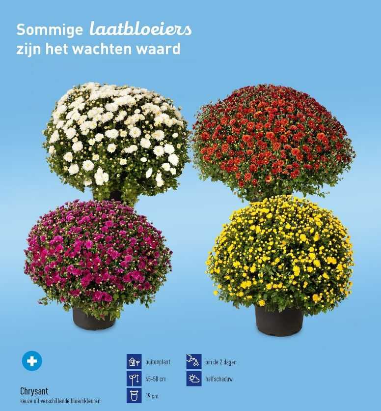 Chrysanten Aldi