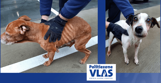 verwaarloosde honden kortrijk politiezone vlas