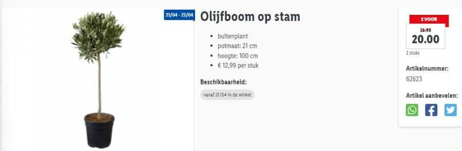 olijfboom