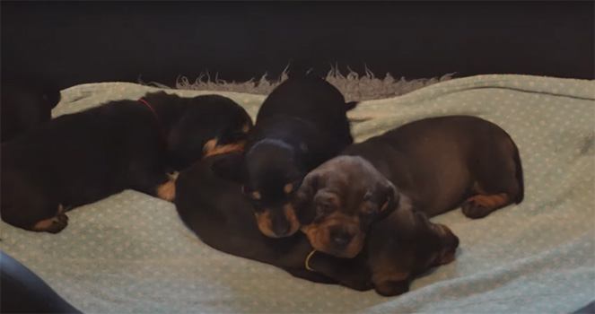 Puppy's