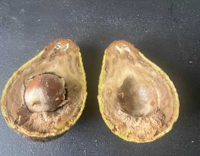 avocado's