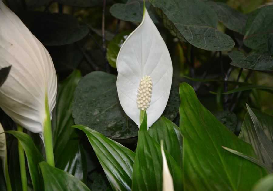lepelplant, Spathiphyllum, bloemen, planten