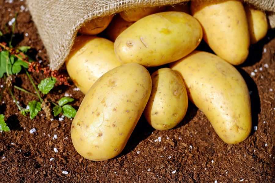 aardappelen