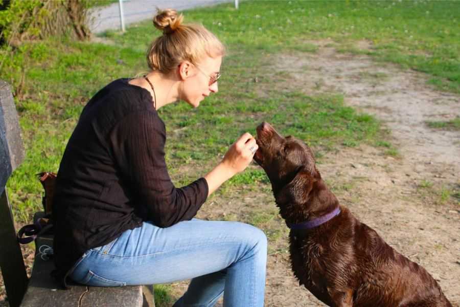 hond, honden, hond en mens, hond belonen