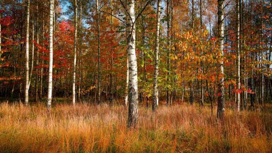 Bos - herfst