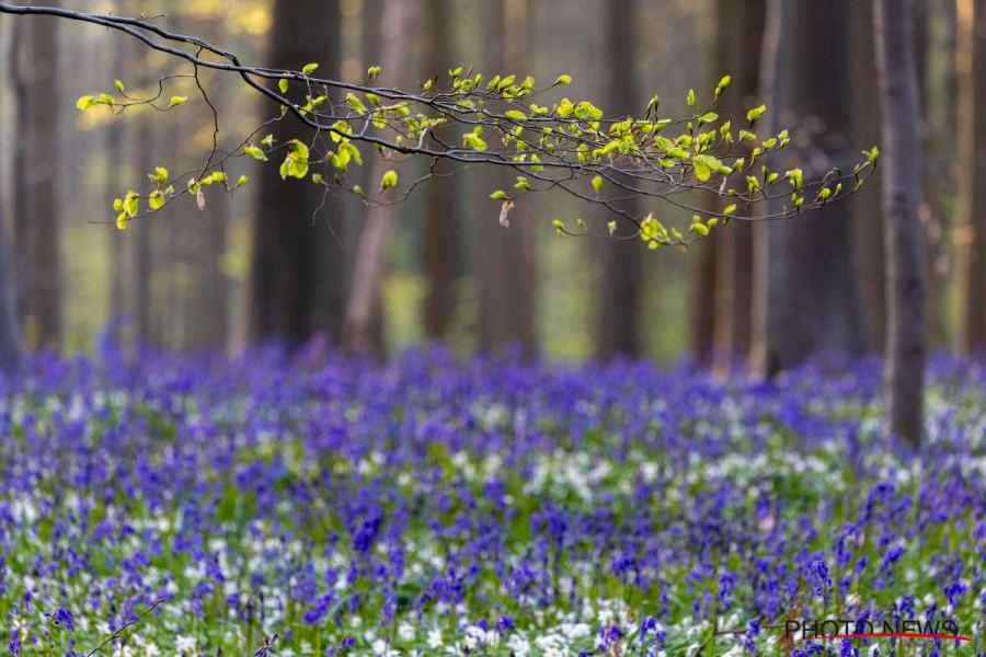 Hallerbos