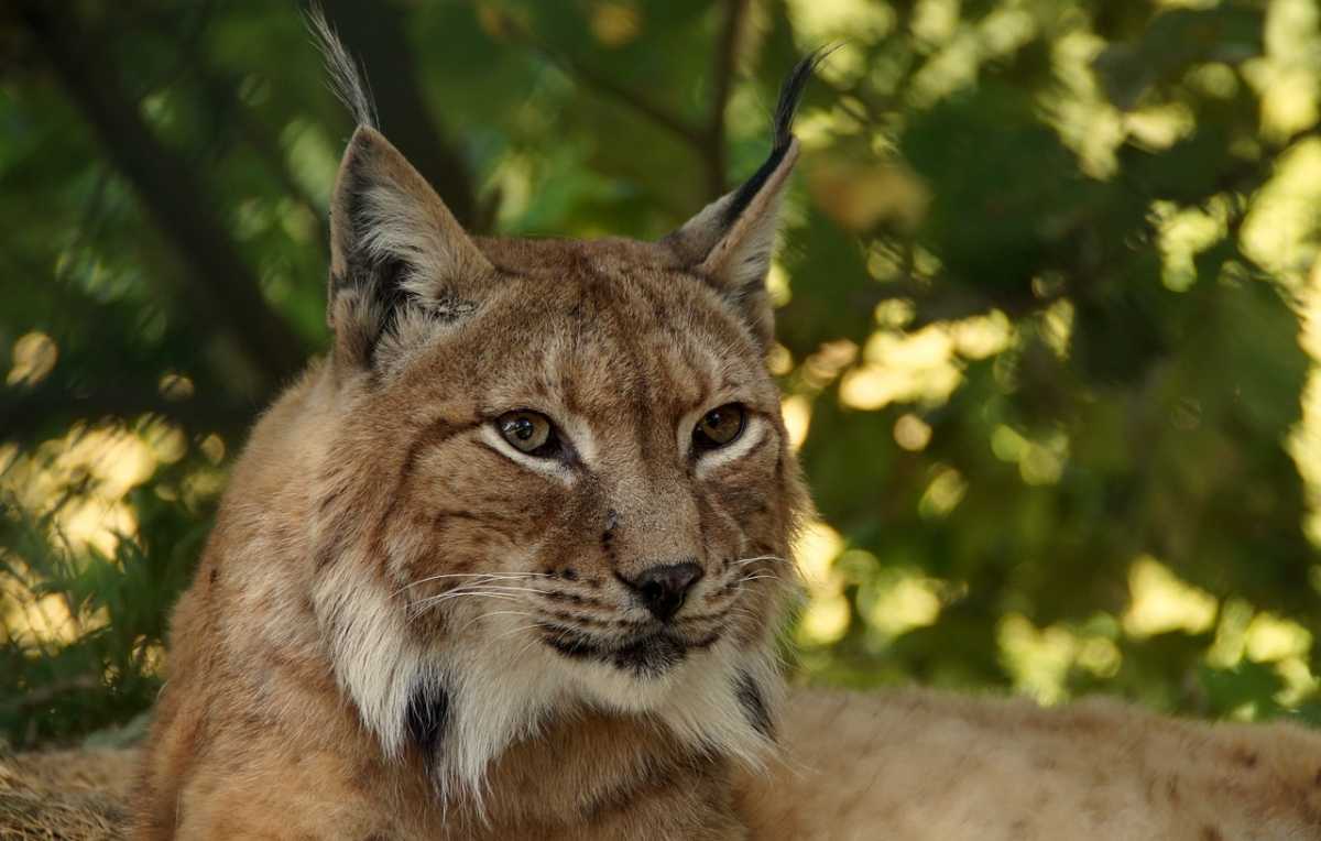 lynx is terug in Belgie
