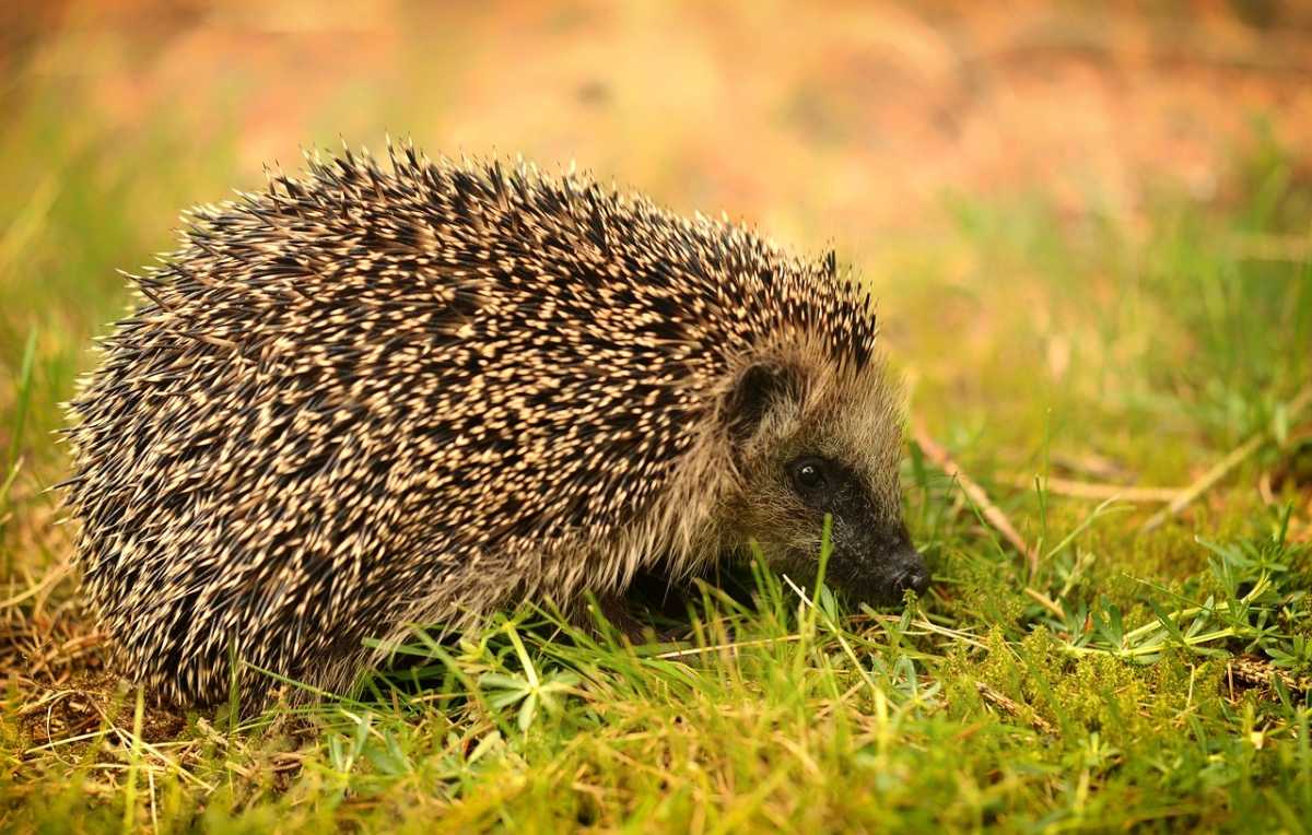 Een egel in het gras