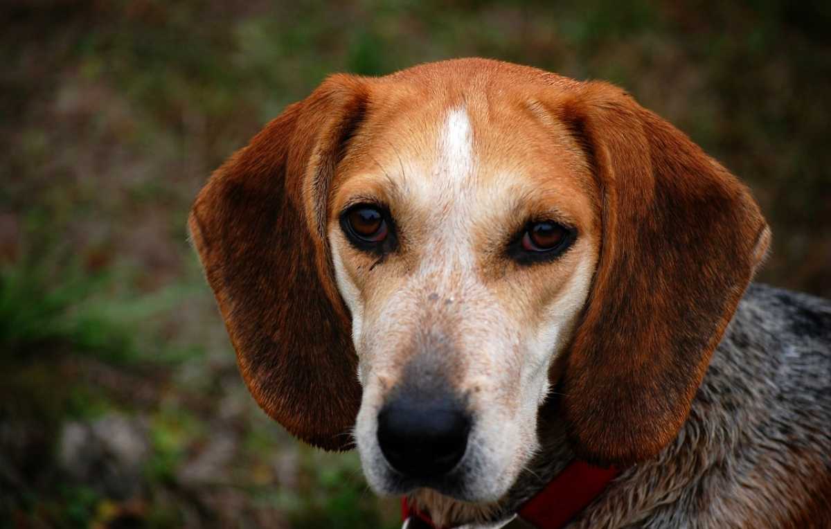 Beagle - hond