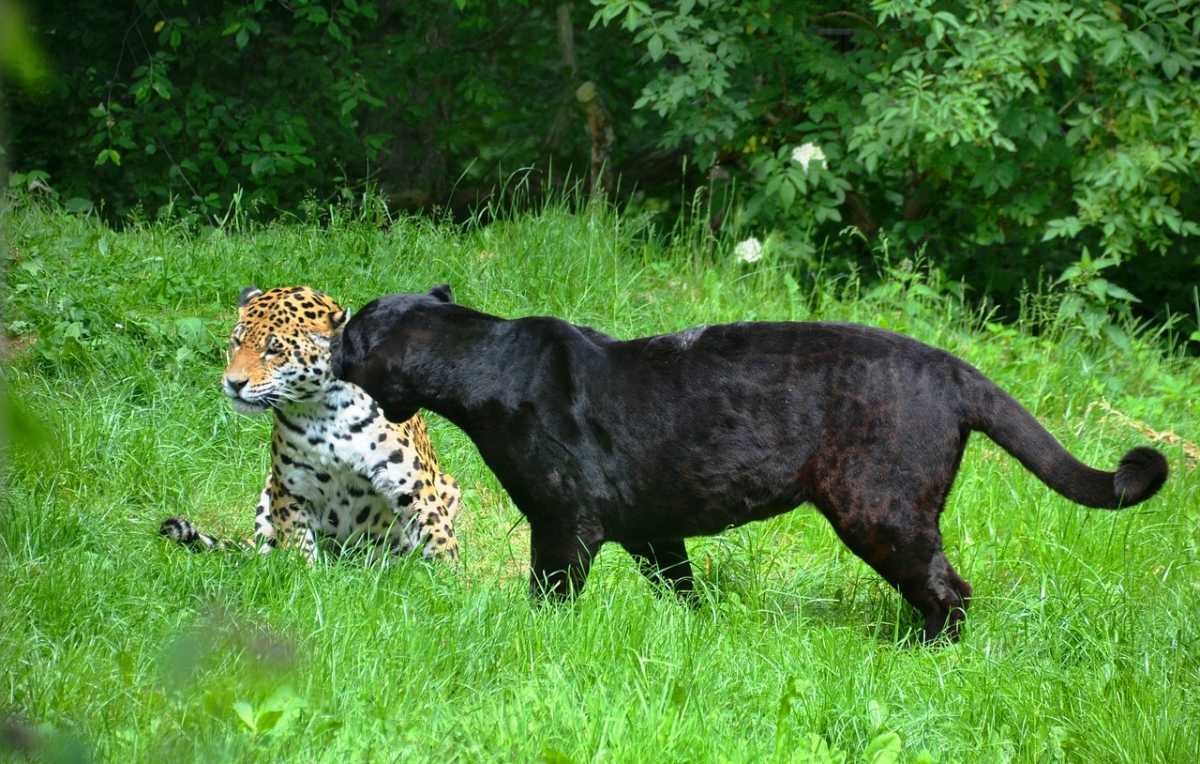 luipaard zwarte panter