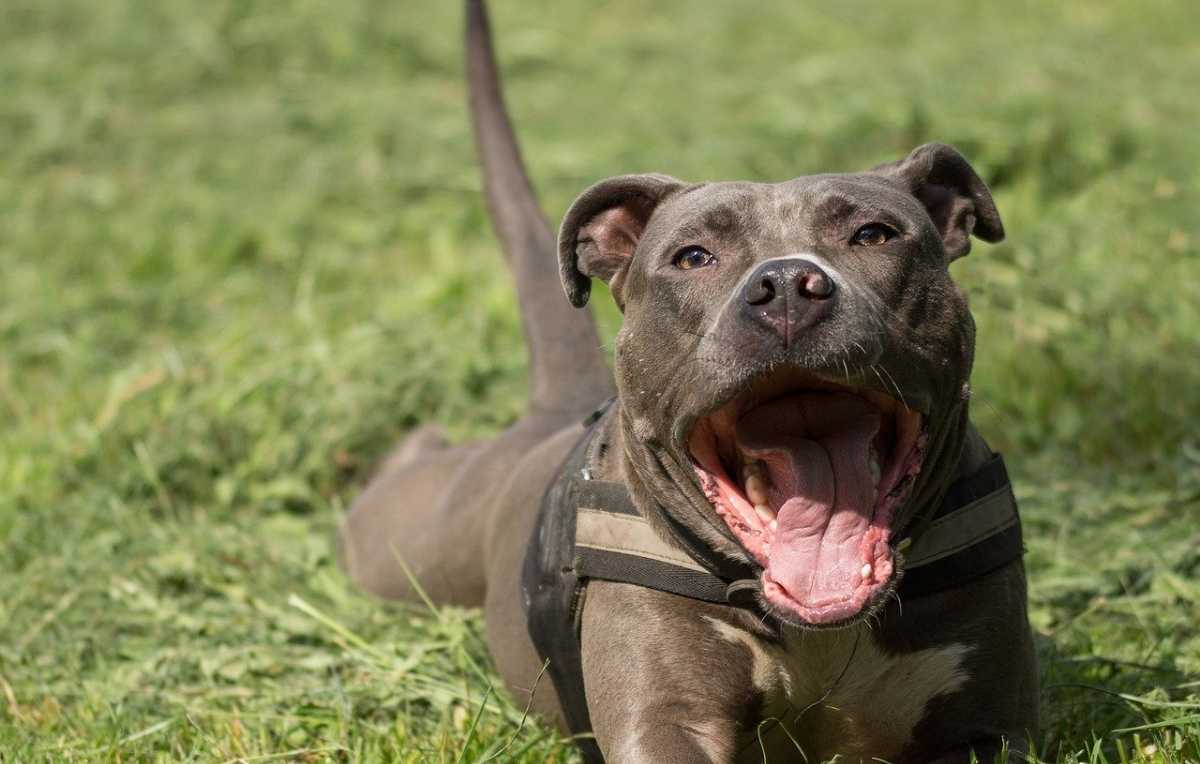 Staffordshire Bull Terriër