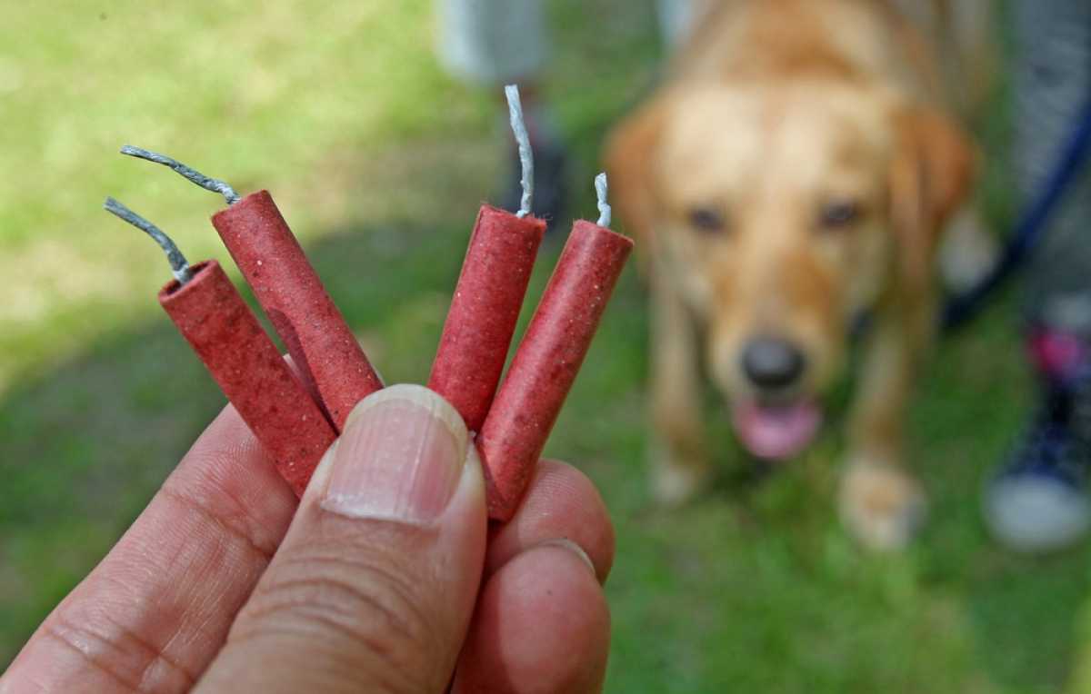 hond en vuurwerk