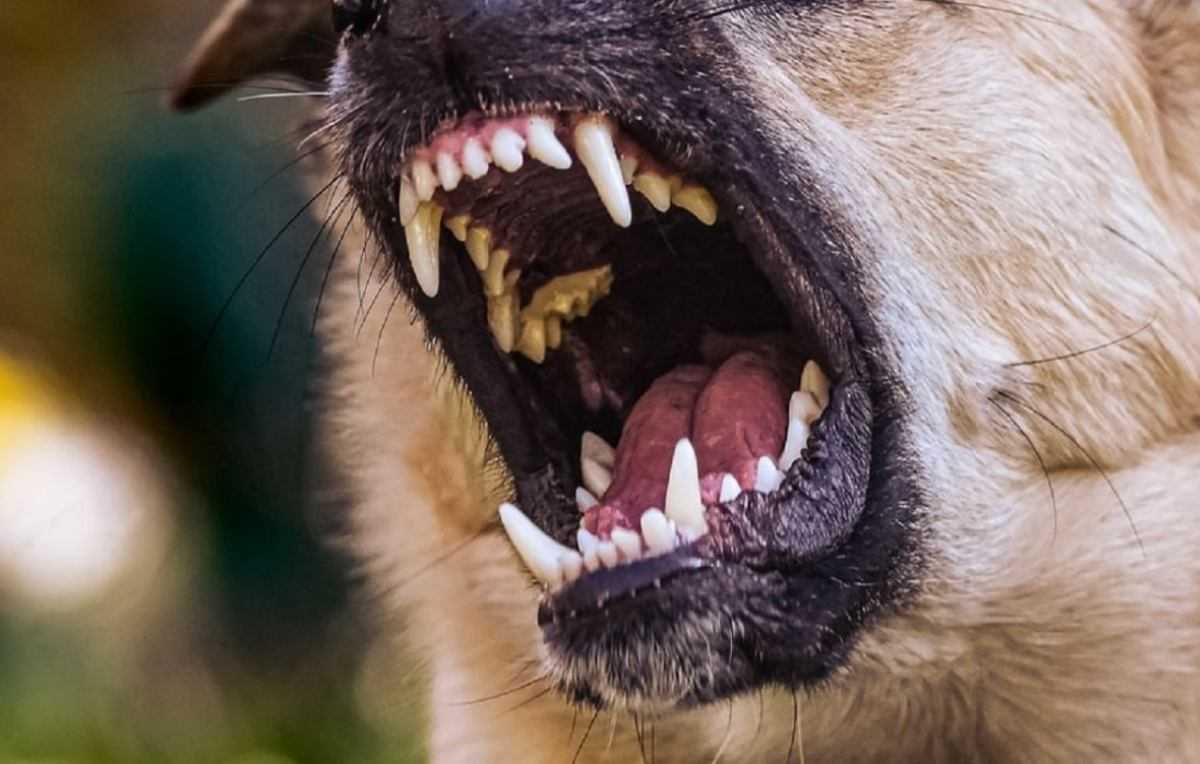 Hond - tanden