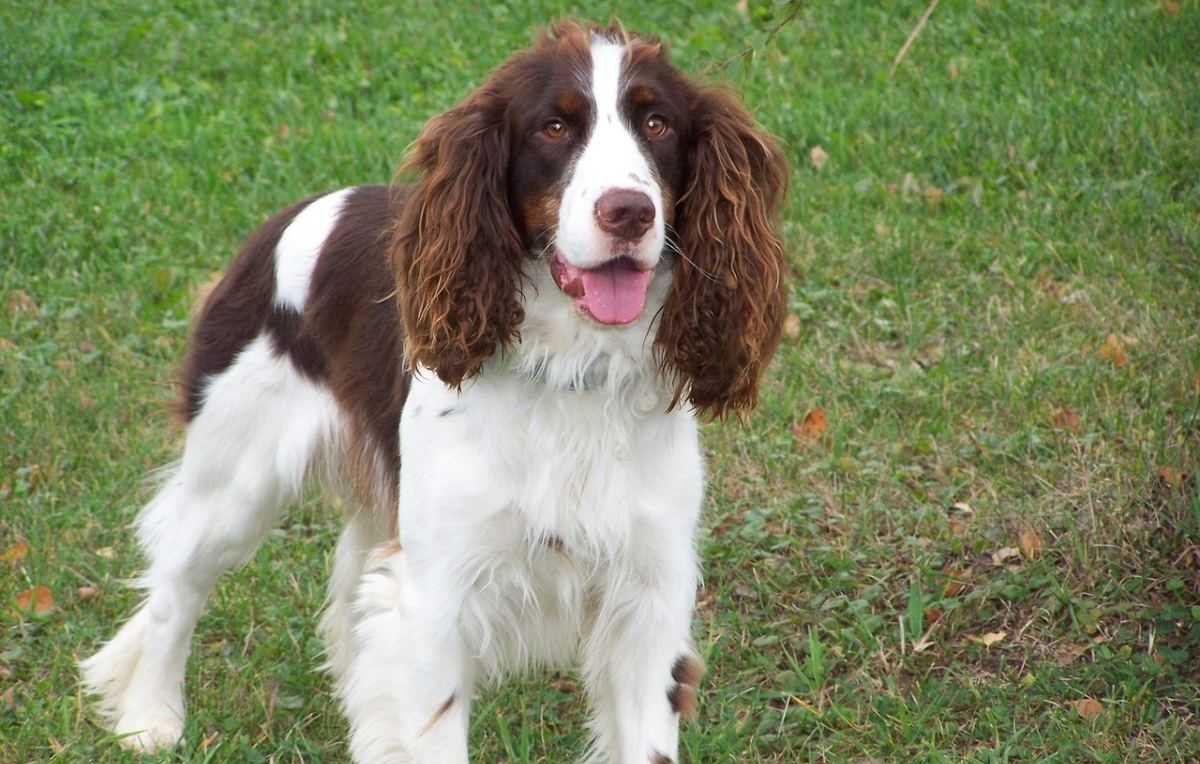 Springer Spaniel