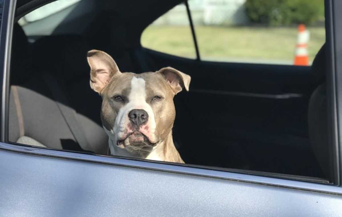 Staffordshire terriër - hond in auto - snikhete auto