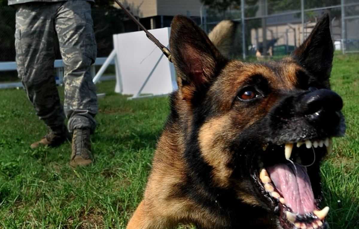 Hond - Duitse herder