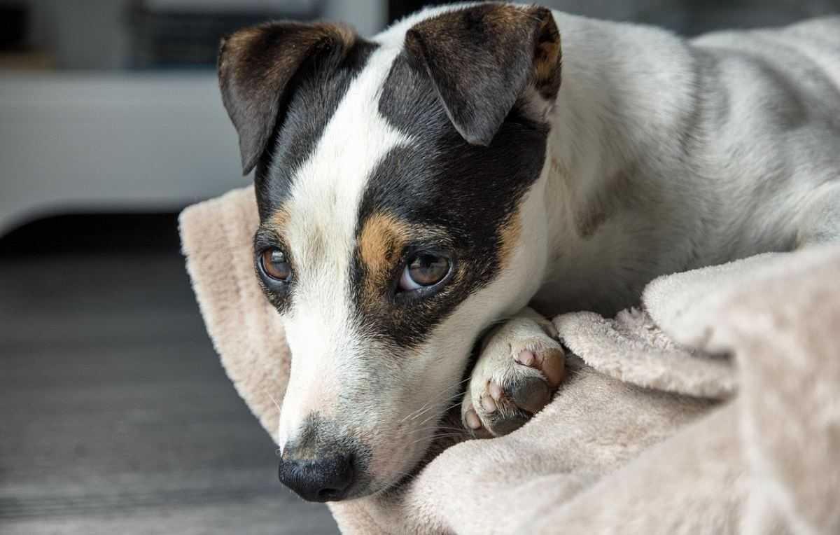 Jack russel