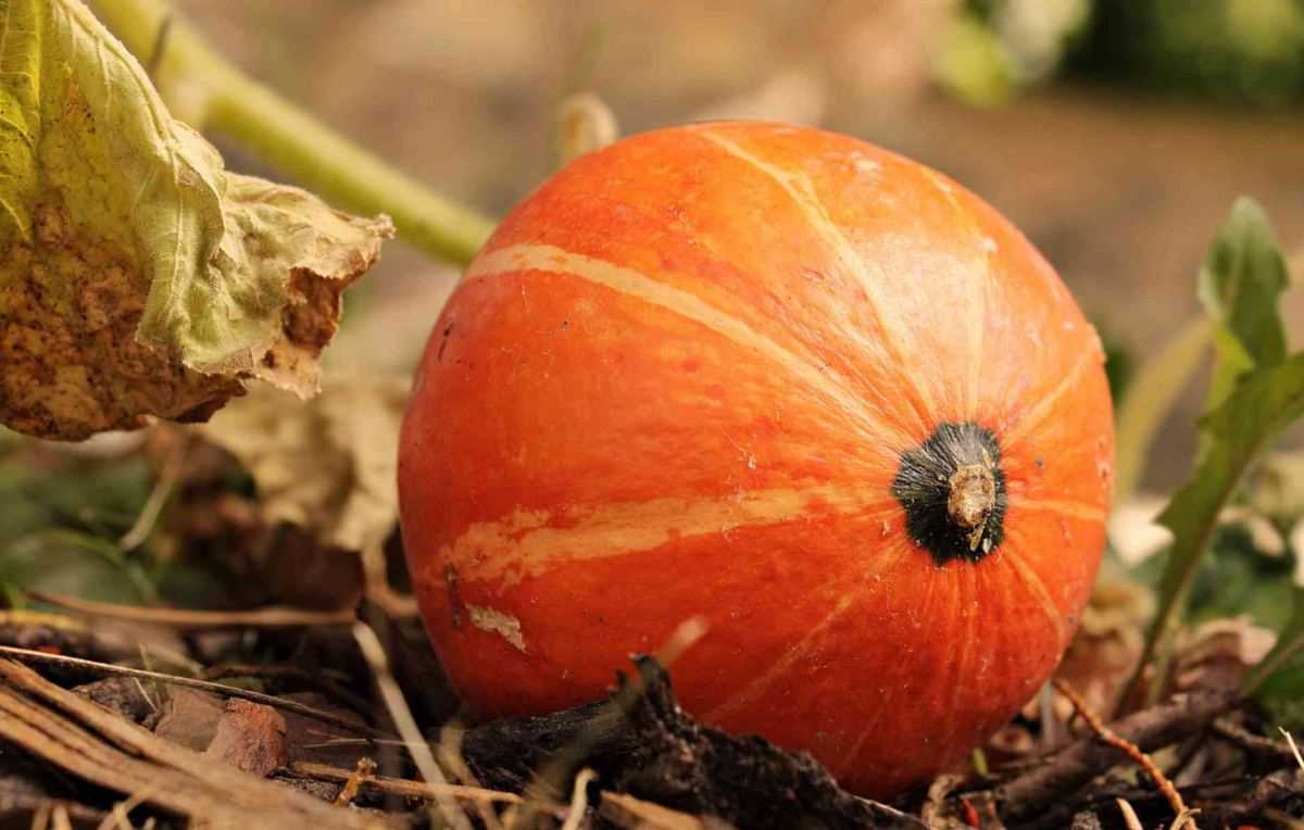 pompoen