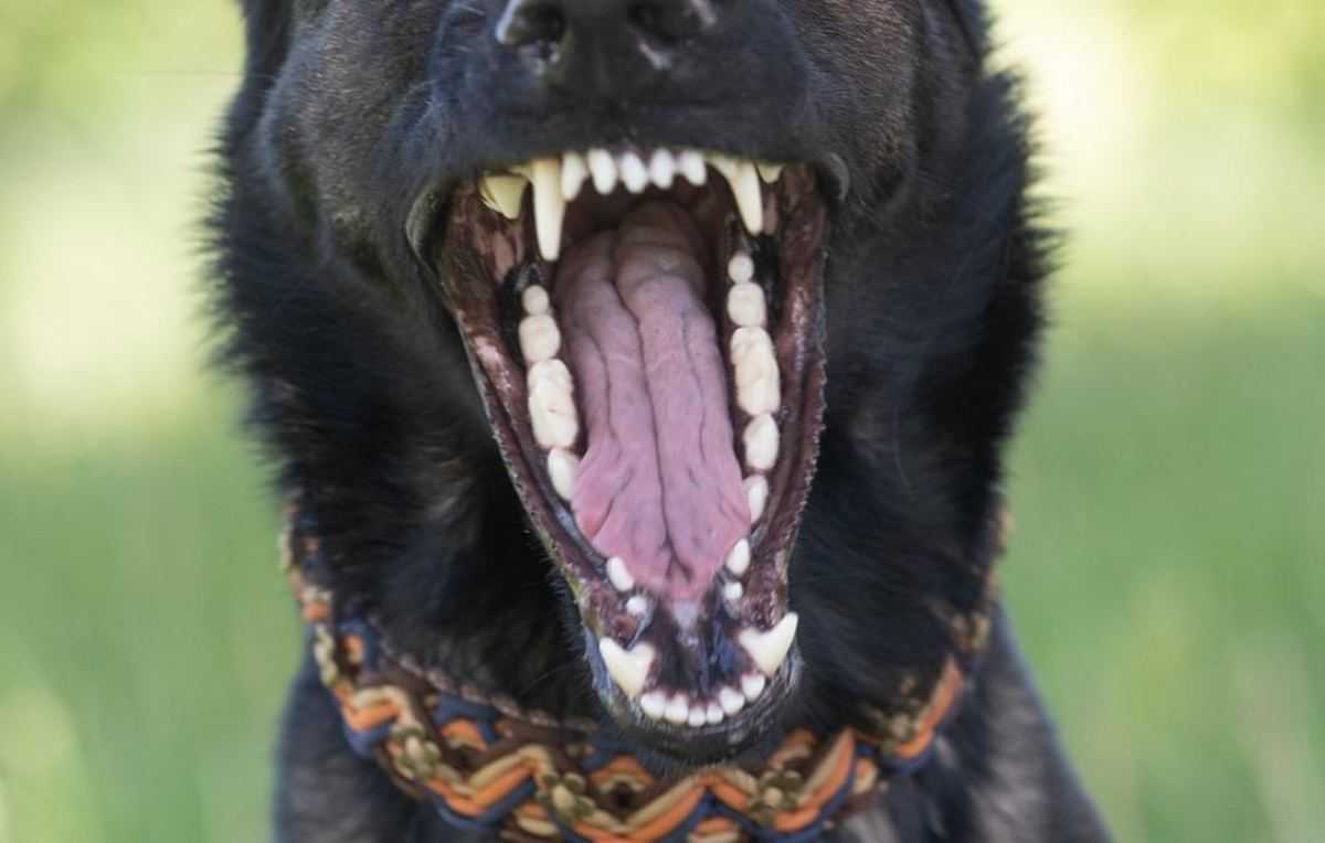 Hond - herdershond - tanden