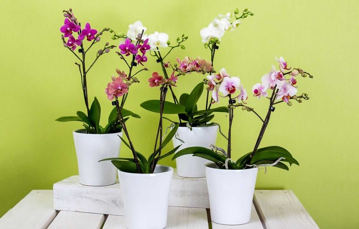 orchids-595242_1280.jpg?h=5b3b84f2