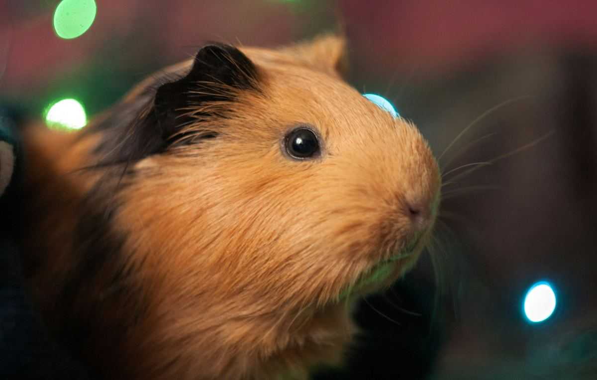 Cavia