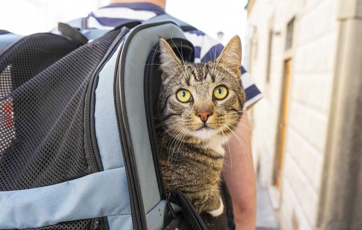 Kat