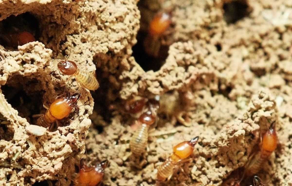 Insecten die in subtropische gebieden leven nu ook aangetroffen in ons ...