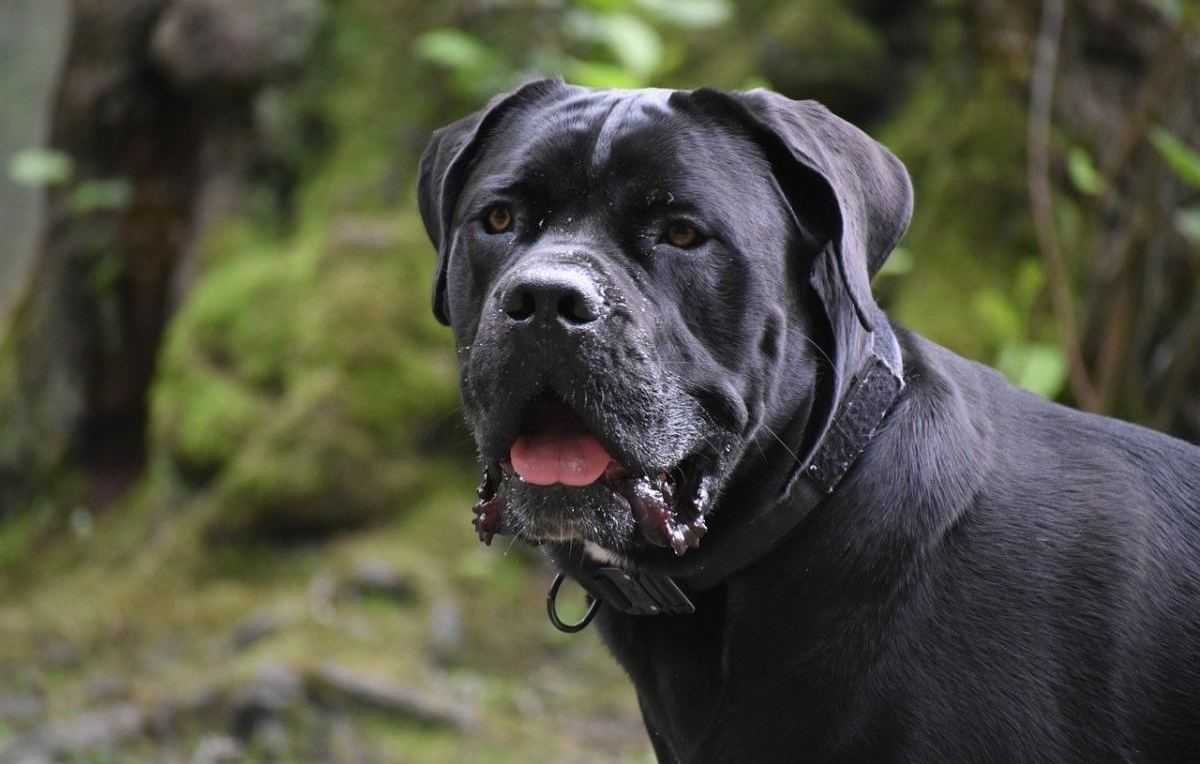 Cane corso
