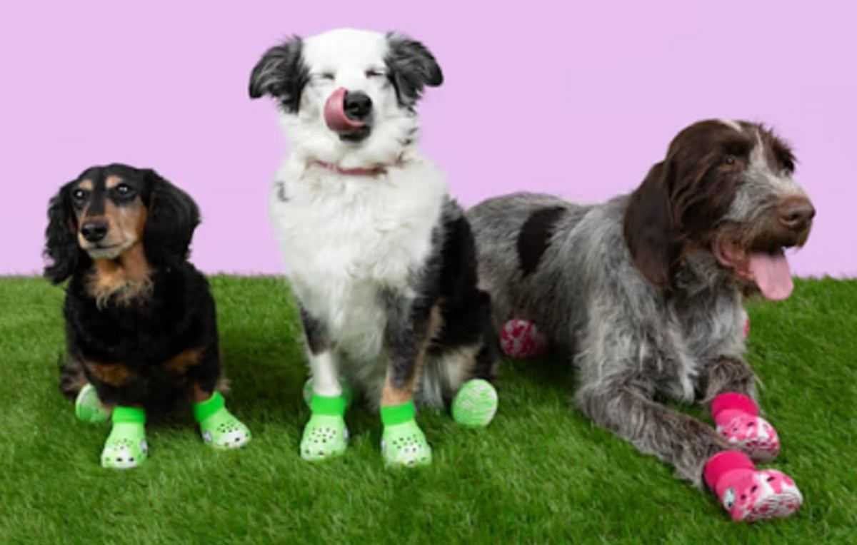 Crocs voor honden