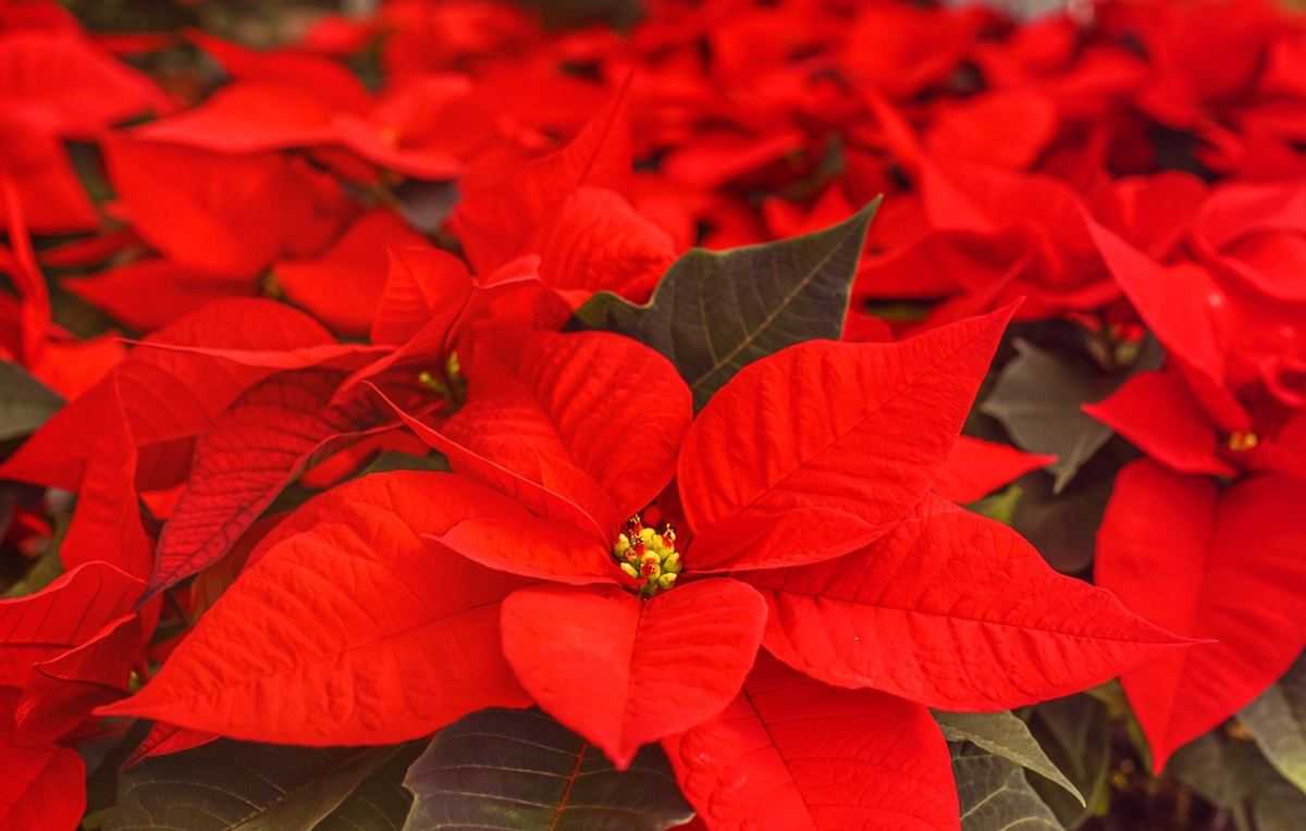 Kerstster, plant, kerstmis