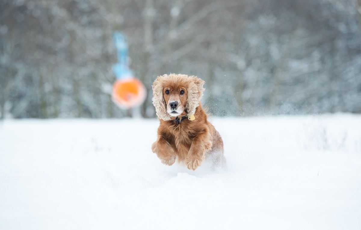 cocker, hond, sneeuw