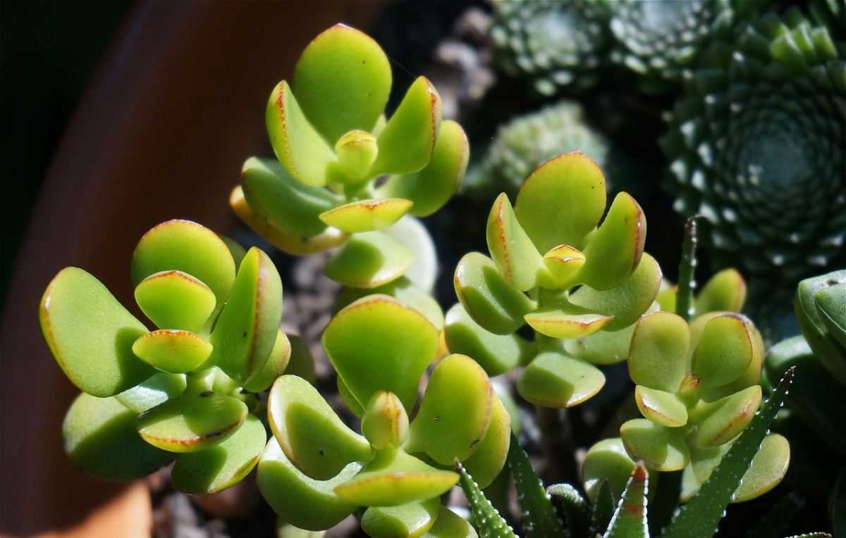 jadeplant, Crassula ovata, vetplant