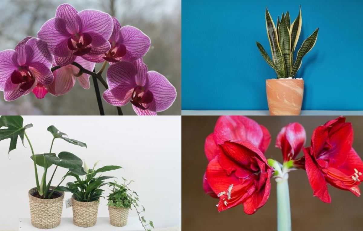 kamerplanten en bloemen (1).jpg
