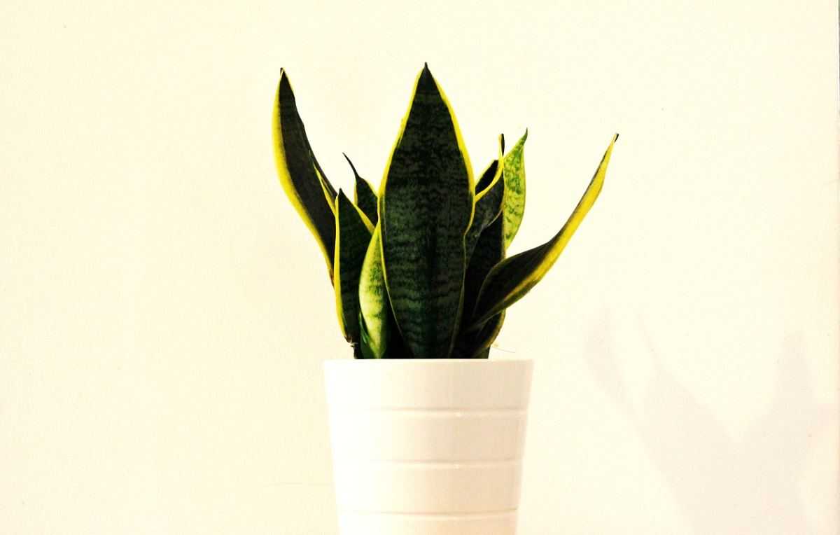 sansevieria, vrouwentong, plant