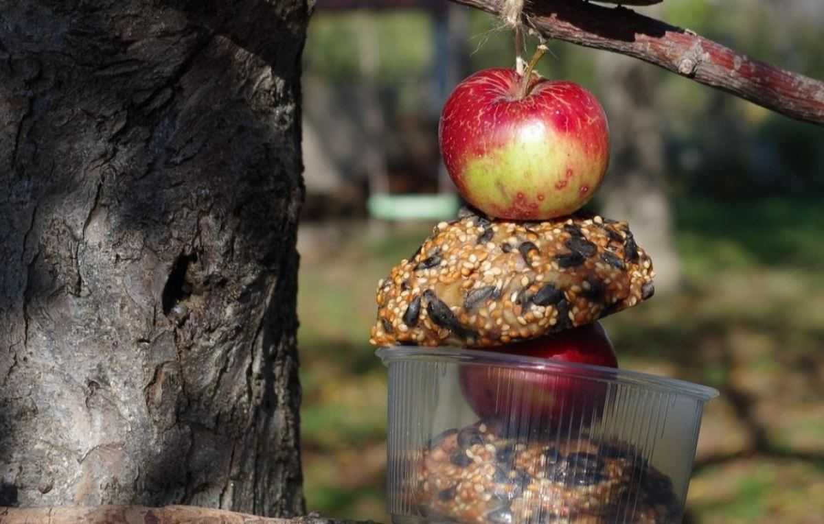 vogels voer, vogels voederen