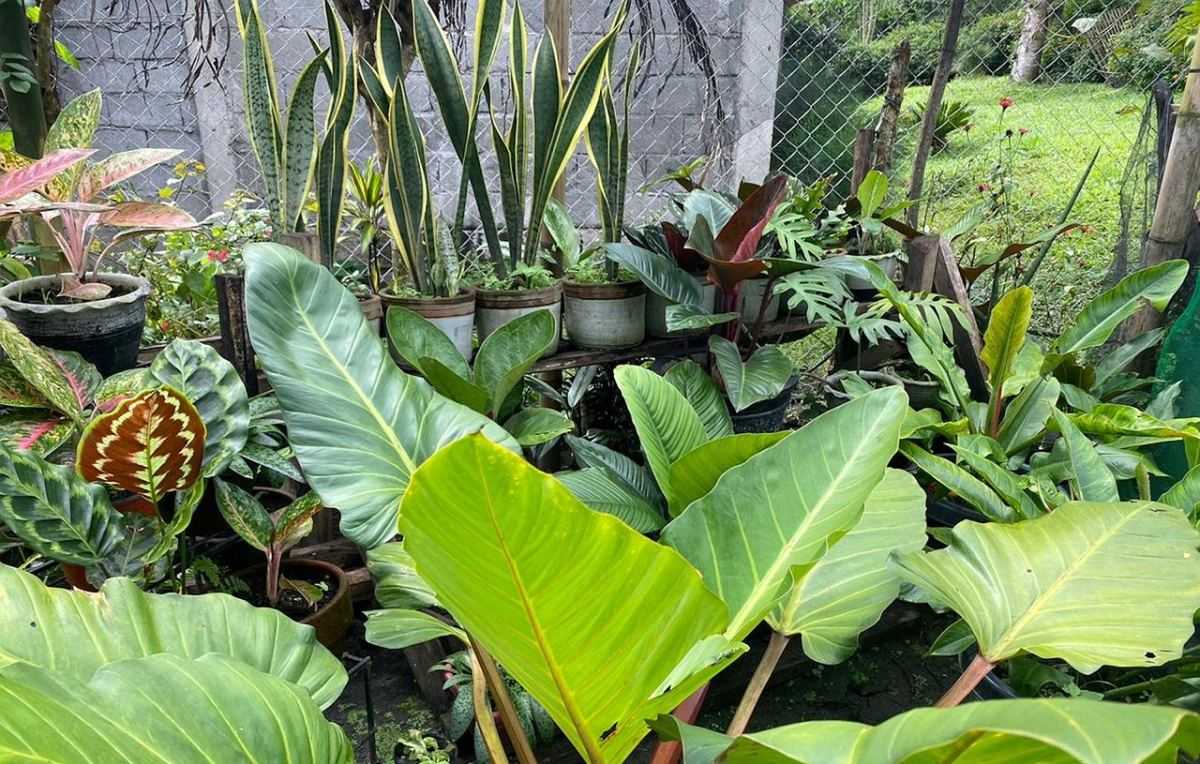 kamerplanten, planten, plant