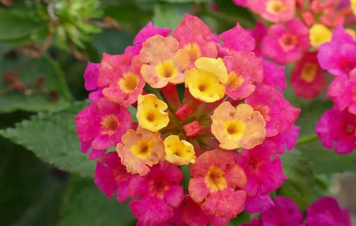 bloem, plant, lantana