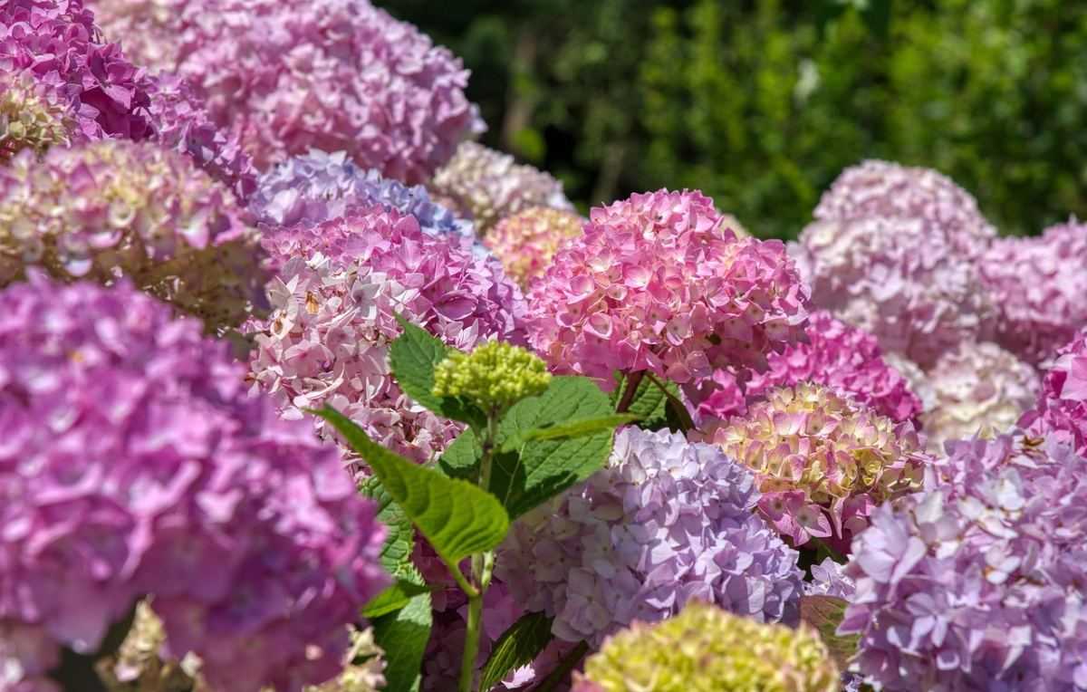 hydrangeas, hortensia's, bloemen, planten