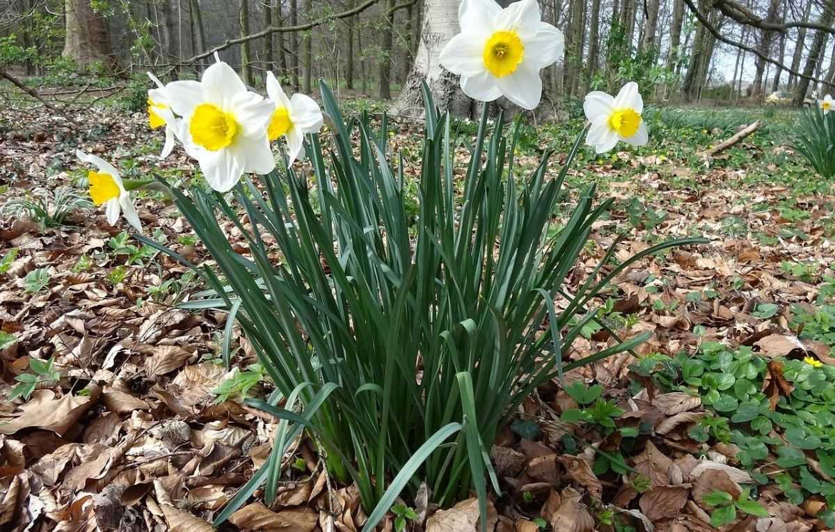 paasbloem