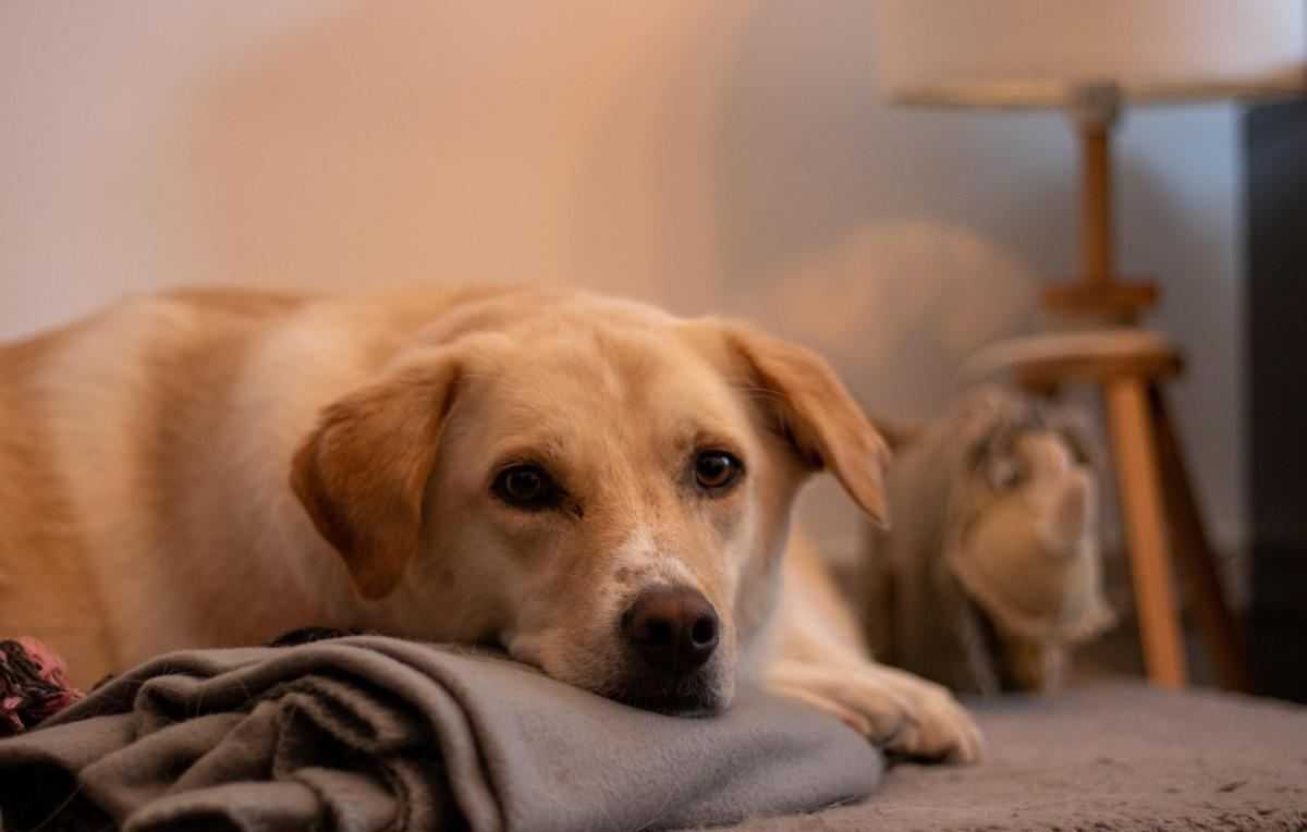 hond
