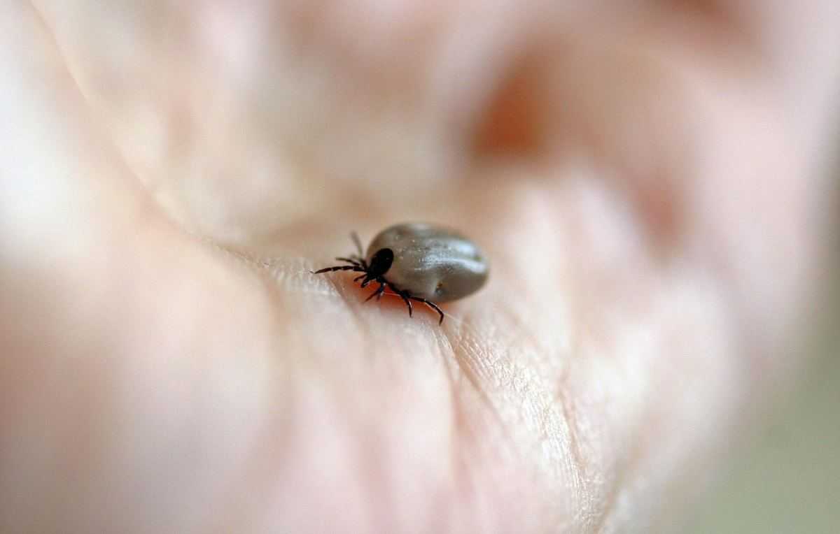 tick, teek, Ixodida, ziekte van Lyme, tekenbeet