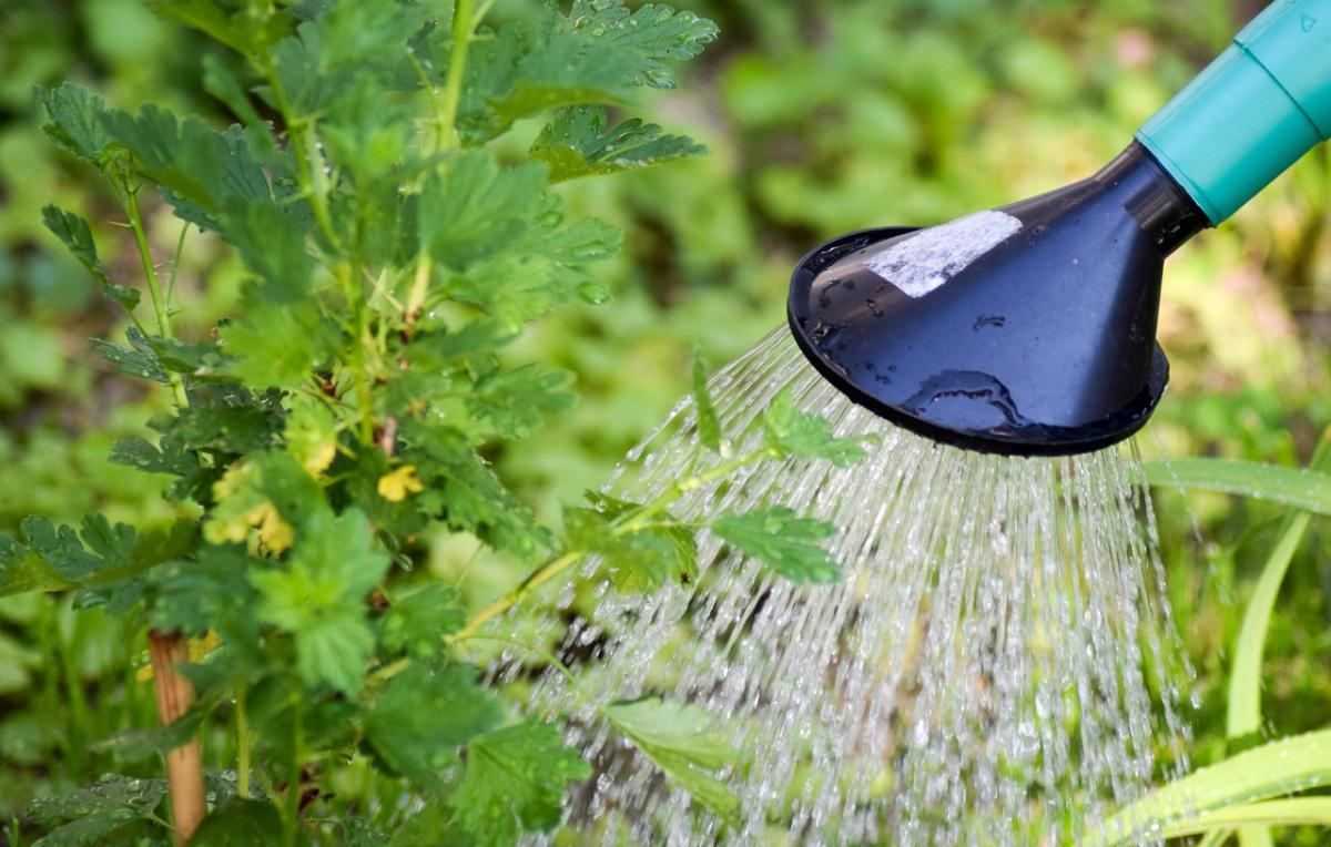 sproeien van tuin, gieter, water