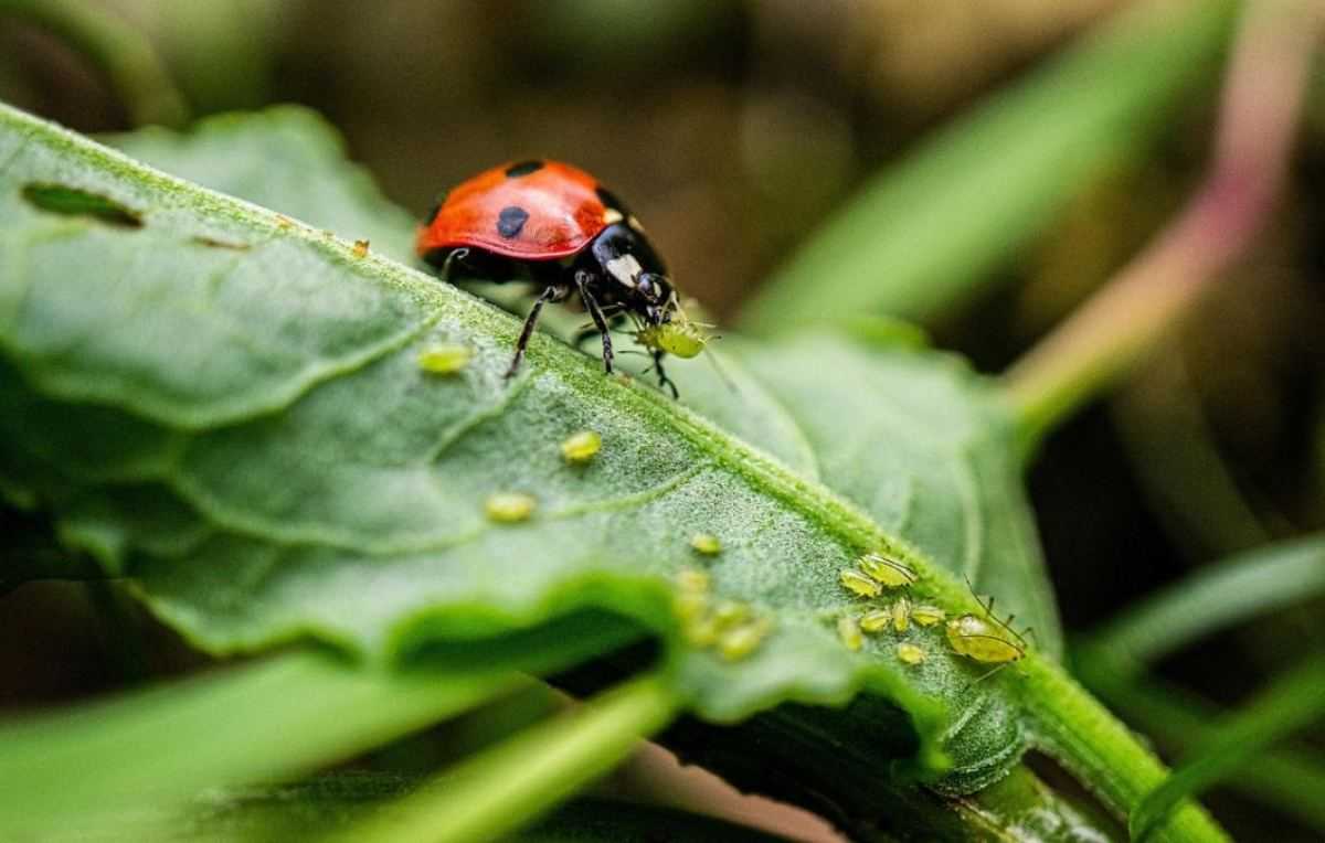 lieveheersbeestje, bladluizen, planten
