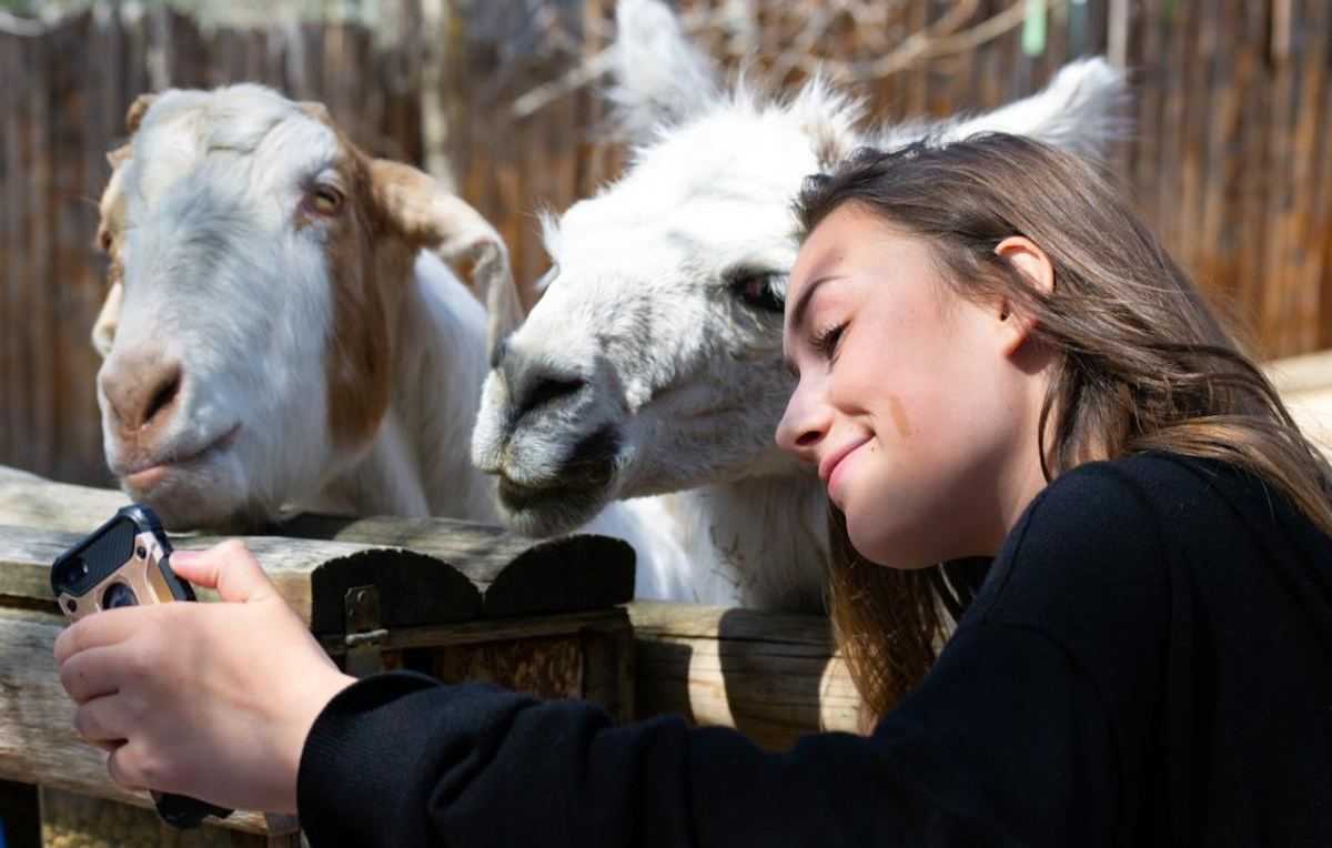 Lama