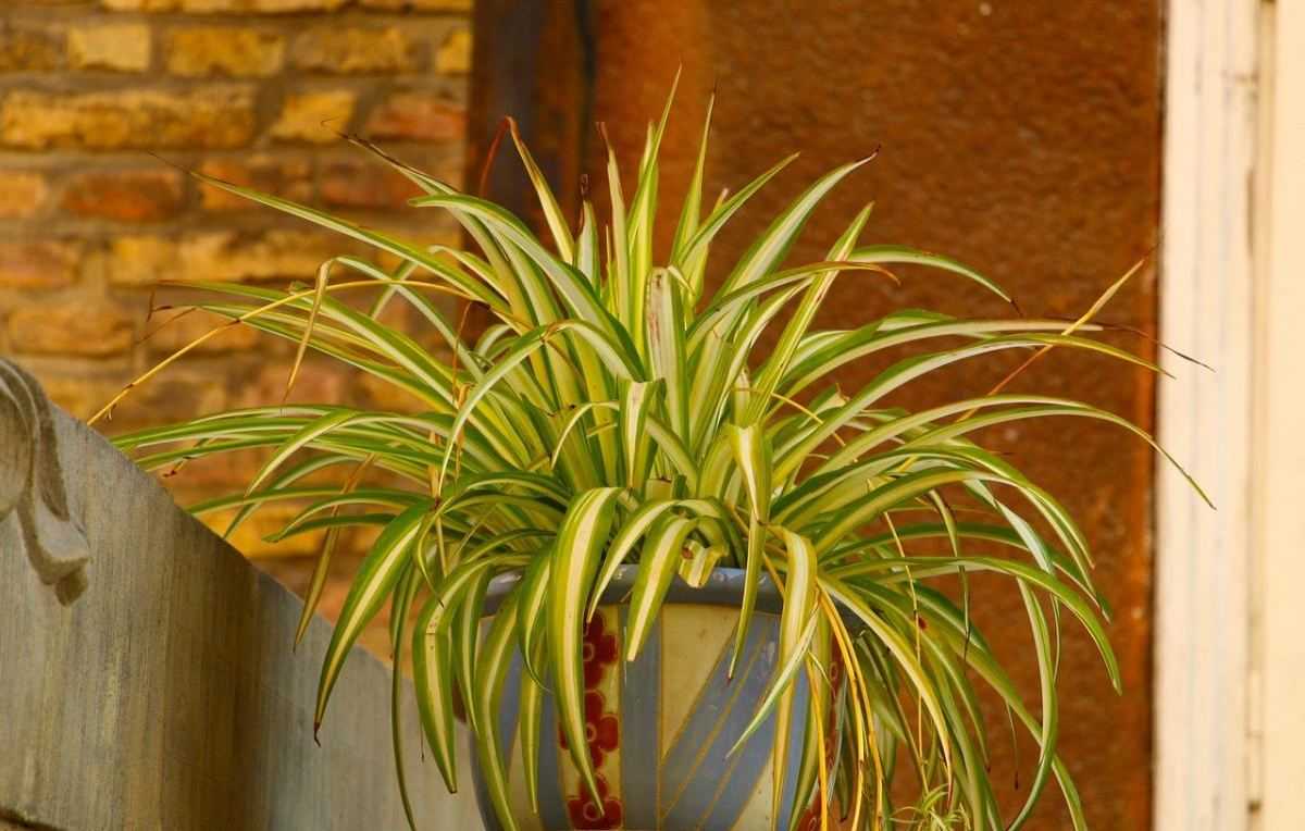 plant graslelie