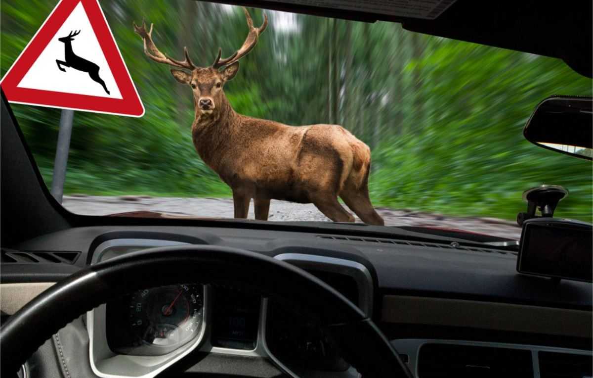Overstekend wild